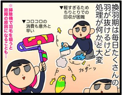 【鳥マンガ＃16】女帝インコが甘えてきた！？ かわいいけど厄介な鳥の抜けた羽問題（サムネイル画像10）