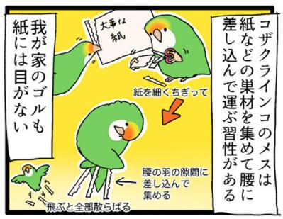 【鳥マンガ＃14】床に対して平行になるインコ／お返事ができる賢いゴルちゃん！（サムネイル画像3）