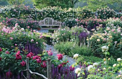 春の花旅【ローズガーデン】3選。咲き誇るバラを満喫できるプラン（サムネイル画像10）