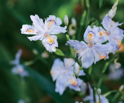 春の花旅【ローズガーデン】3選。咲き誇るバラを満喫できるプラン（サムネイル画像6）