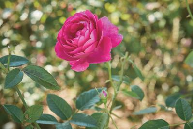 春の花旅【ローズガーデン】3選。咲き誇るバラを満喫できるプラン（サムネイル画像4）