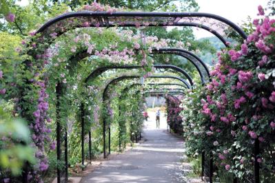 春の花旅【ローズガーデン】3選。咲き誇るバラを満喫できるプラン（サムネイル画像3）