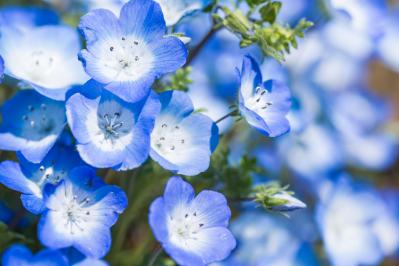 4月の誕生花と花言葉一覧【366日の誕生花と幸せの花言葉】（サムネイル画像9）