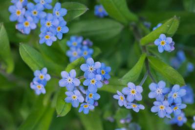 4月の誕生花と花言葉一覧【366日の誕生花と幸せの花言葉】（サムネイル画像23）