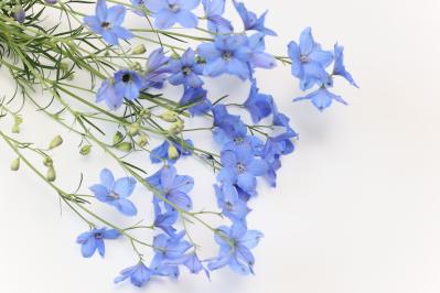 4月の誕生花と花言葉一覧【366日の誕生花と幸せの花言葉】（サムネイル画像16）