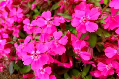 4月の誕生花と花言葉一覧【366日の誕生花と幸せの花言葉】（サムネイル画像18）