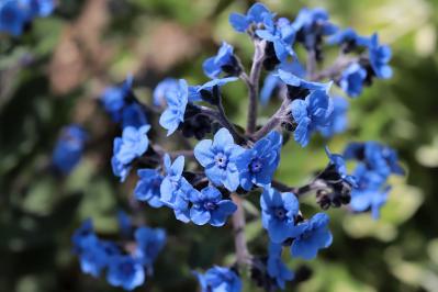 4月の誕生花と花言葉一覧【366日の誕生花と幸せの花言葉】（サムネイル画像8）