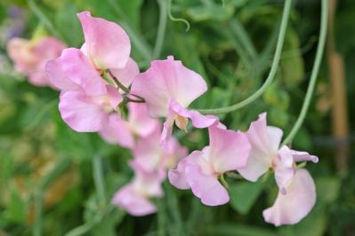 3月30日の花とは？【366日の誕生花と幸せの花言葉】（サムネイル画像）