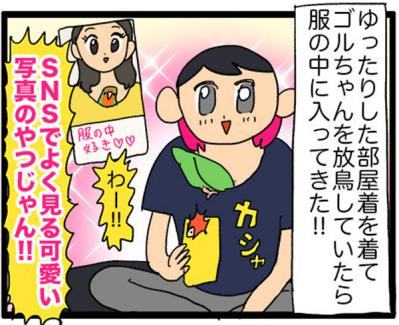 【鳥マンガ＃21】洋服の中に入るかわいいゴルちゃんの顛末／ペットを飼うとやたら不安になること（サムネイル画像3）