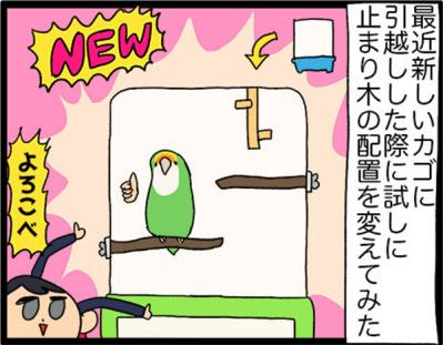 【鳥マンガ＃20】止まり木の配置を変えたときのインコがかわいい／鳥飼いさんのささやかな幸せ（サムネイル画像4）