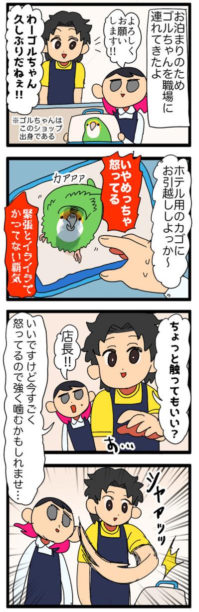 【鳥マンガ＃19】凶暴なゴルちゃんを一瞬で無力化した店長のワザが見事だった！（サムネイル画像3）
