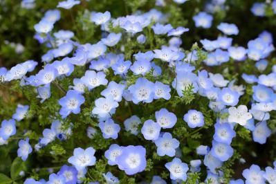 【ガーデニング】花壇作りは立体感が決め手！草花が育つ形3タイプ［9選］（サムネイル画像10）