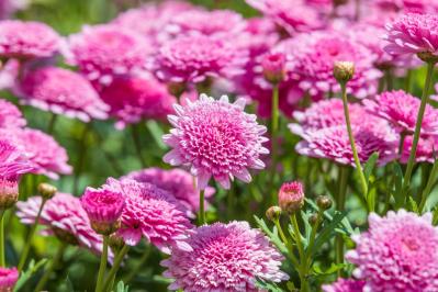 【ガーデニング】花壇作りは立体感が決め手！草花が育つ形3タイプ［9選］（サムネイル画像9）