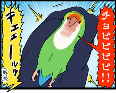 【鳥マンガ＃21】洋服の中に入るかわいいゴルちゃんの顛末／ペットを飼うとやたら不安になること（サムネイル画像10）