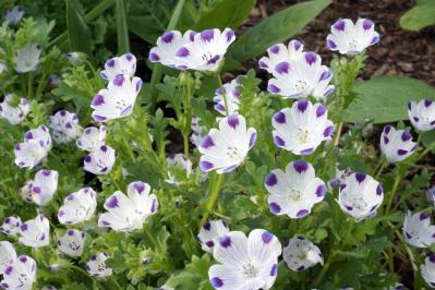 【ガーデニング】花壇作りは立体感が決め手！草花が育つ形3タイプ［9選］（サムネイル画像11）