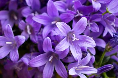 【ガーデニング】花壇作りは立体感が決め手！草花が育つ形3タイプ［9選］（サムネイル画像12）