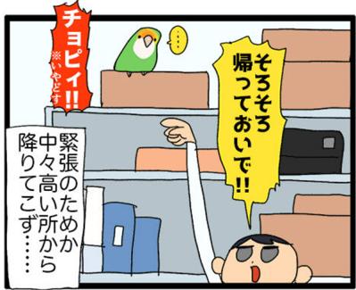 【鳥マンガ＃19】凶暴なゴルちゃんを一瞬で無力化した店長のワザが見事だった！（サムネイル画像7）