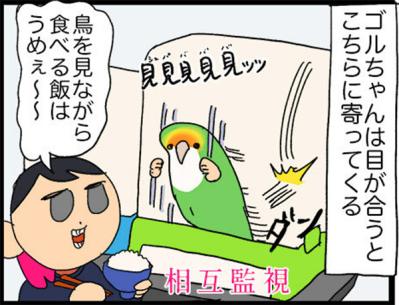 【鳥マンガ＃18】飼い主に一途すぎるインコの困りごと／ゴルちゃんの盗撮に成功！そのときの姿勢がすごい（サムネイル画像10）