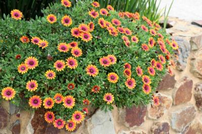 【ガーデニング】花壇作りは立体感が決め手！草花が育つ形3タイプ［9選］（サムネイル画像7）