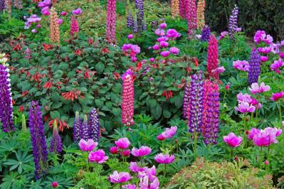 【ガーデニング】花壇作りは立体感が決め手！草花が育つ形3タイプ［9選］（サムネイル画像4）