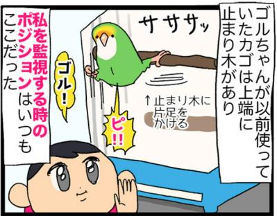 【鳥マンガ＃20】止まり木の配置を変えたときのインコがかわいい／鳥飼いさんのささやかな幸せ（サムネイル画像3）