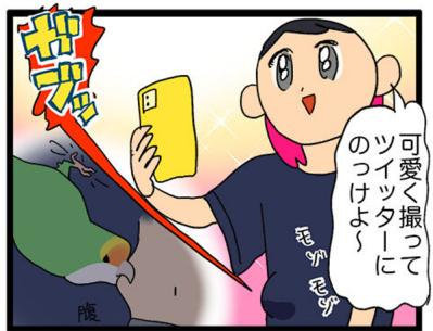 【鳥マンガ＃21】洋服の中に入るかわいいゴルちゃんの顛末／ペットを飼うとやたら不安になること（サムネイル画像4）