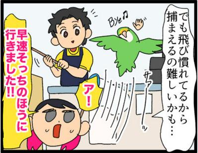 【鳥マンガ＃19】凶暴なゴルちゃんを一瞬で無力化した店長のワザが見事だった！（サムネイル画像10）