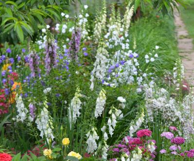 【ガーデニング】花壇作りは立体感が決め手！草花が育つ形3タイプ［9選］（サムネイル画像14）