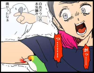 【鳥マンガ＃21】洋服の中に入るかわいいゴルちゃんの顛末／ペットを飼うとやたら不安になること（サムネイル画像7）