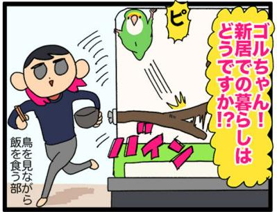 【鳥マンガ＃20】止まり木の配置を変えたときのインコがかわいい／鳥飼いさんのささやかな幸せ（サムネイル画像5）