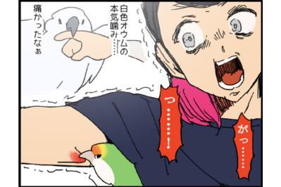 【鳥マンガ＃21】洋服の中に入るかわいいゴルちゃんの顛末／ペットを飼うとやたら不安になること（サムネイル画像）
