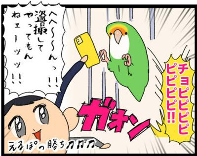 【鳥マンガ＃18】飼い主に一途すぎるインコの困りごと／ゴルちゃんの盗撮に成功！そのときの姿勢がすごい（サムネイル画像15）