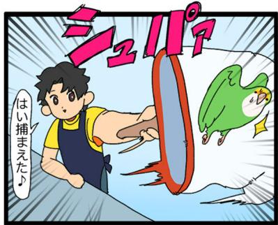 【鳥マンガ＃19】凶暴なゴルちゃんを一瞬で無力化した店長のワザが見事だった！（サムネイル画像11）