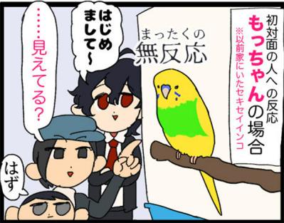 【鳥マンガ＃18】飼い主に一途すぎるインコの困りごと／ゴルちゃんの盗撮に成功！そのときの姿勢がすごい（サムネイル画像5）