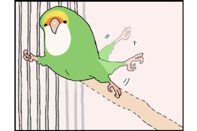 【鳥マンガ＃20】止まり木の配置を変えたときのインコがかわいい／鳥飼いさんのささやかな幸せ