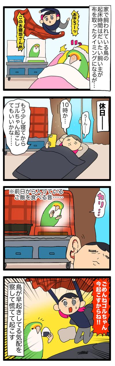 【鳥マンガ＃24】ふとしたときに感じる、幸せの香りインコ臭！／寝坊してごめんね、ゴルちゃん（サムネイル画像4）
