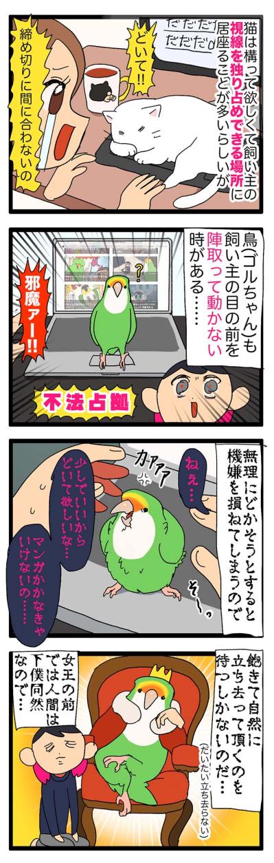 【鳥マンガ＃23】インコの愛情表現はどんなの？／PCを不法占拠するコザクラインコ（サムネイル画像4）