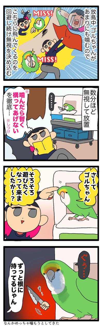 【鳥マンガ＃25】インコの逆ギレ…被害者は誰？／ゴルちゃんの「私の目を見て！」（サムネイル画像3）