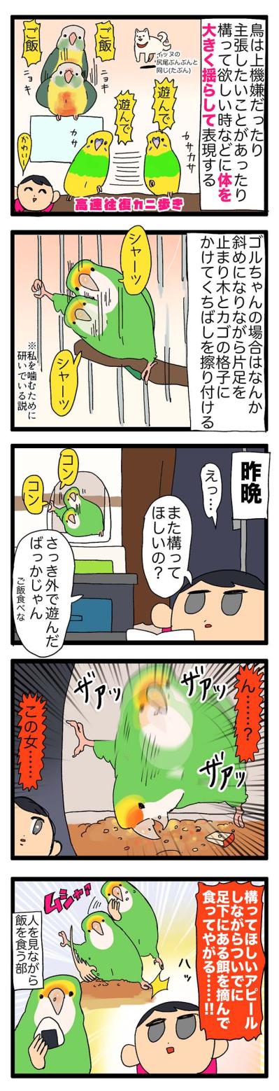 【鳥マンガ＃22】器用なゴルちゃんがアピールしながらしていたこととは？／飼い主あるある！幸せなインコ吸い（サムネイル画像4）