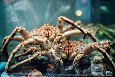 宮沢賢治『やまなし』の魅力に迫る！ 小さな谷川から紡がれる生命の物語