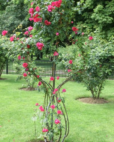 【ガーデニング】バラの本場イギリスとフランスのローズガーデンから、デザインとアイデアをいただく！（サムネイル画像2）