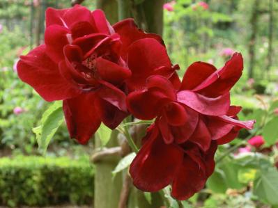 【ガーデニング】バラの本場イギリスとフランスのローズガーデンから、デザインとアイデアをいただく！（サムネイル画像4）