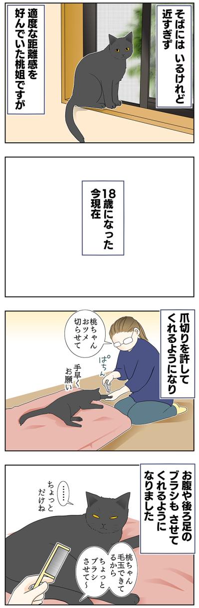 【老猫マンガ】猫も歳をとると丸くなる？ 18歳の元保護猫・桃姐［＃20］（サムネイル画像3）