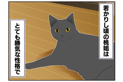 【老猫マンガ】猫も歳をとると丸くなる？ 18歳の元保護猫・桃姐［＃20］