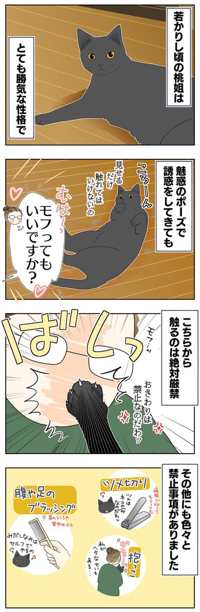 【老猫マンガ】猫も歳をとると丸くなる？ 18歳の元保護猫・桃姐［＃20］（サムネイル画像2）