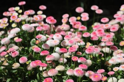 【ガーデニング】春に咲くふんわりピンクの花［9選］草丈の異なる3タイプ（サムネイル画像10）