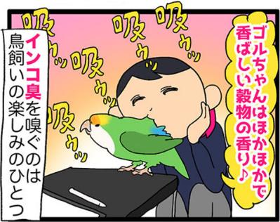 【鳥マンガ＃27】水浴びをしたときのインコ臭が…／女帝インコついにリンゴを召し上がる（サムネイル画像4）