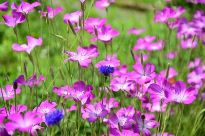 【ガーデニング】春に咲くふんわりピンクの花［9選］草丈の異なる3タイプ（サムネイル画像3）