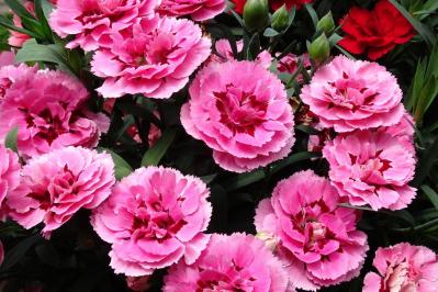 【ガーデニング】春に咲くふんわりピンクの花［9選］草丈の異なる3タイプ（サムネイル画像8）