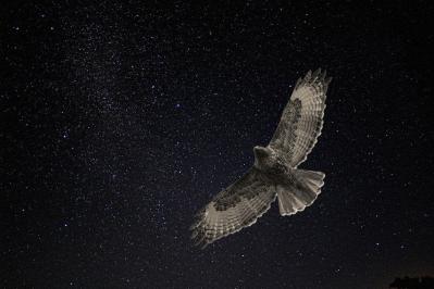 『よだかの星』宮沢賢治の名作で知る孤独と魂の輝き